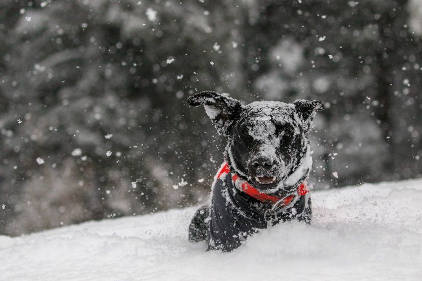 Dog playing in snow